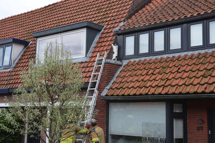 Brandweer redt kat Jessy van dak